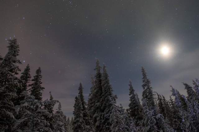 boreal forest in Churchill