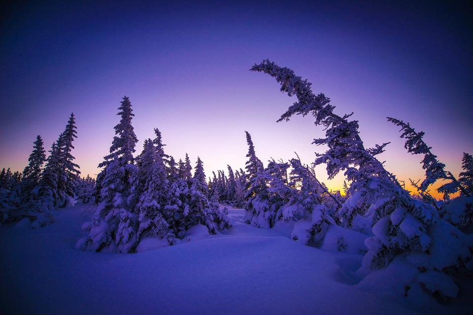 churchill boreal forest