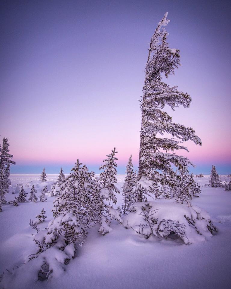 Churchill boreal forest