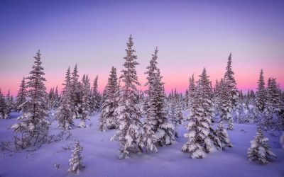 Churchill Boreal Forest Beauty
