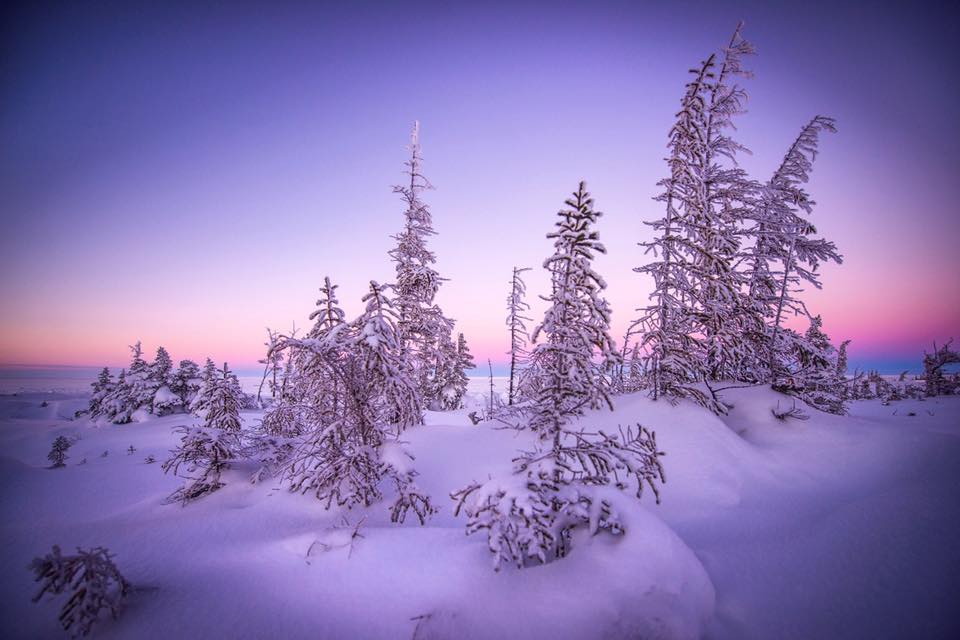 boreal forest churchill