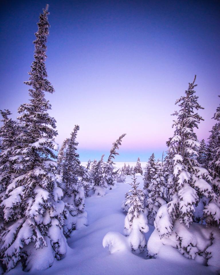 Boreal forest churchill