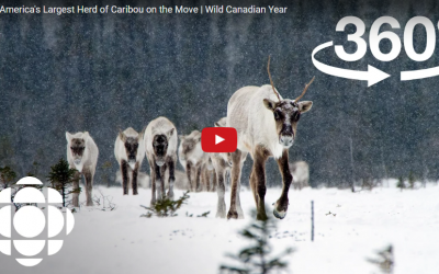 Massive Caribou Herd in 360