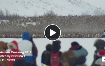 Inuvik Reindeer Crossing Ice Road – Video