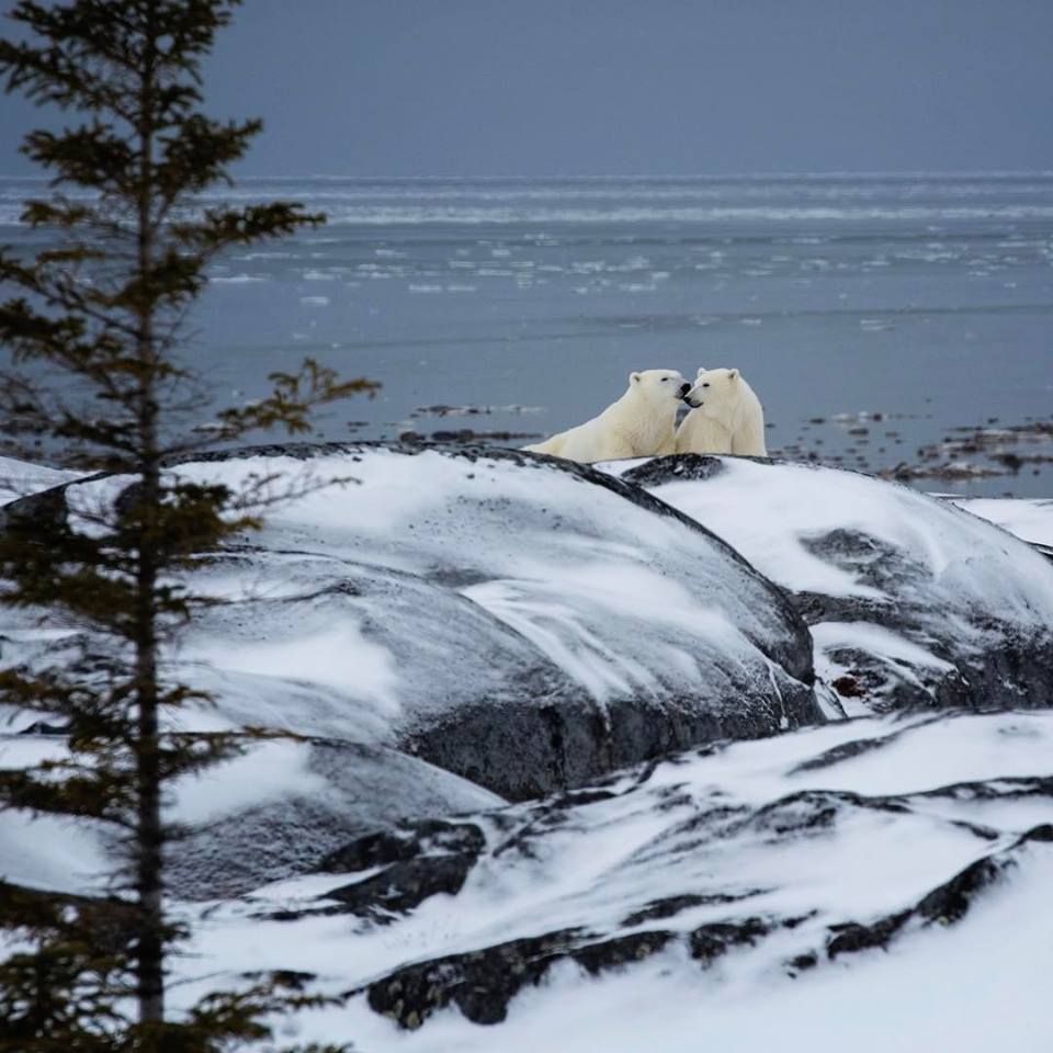 polar bear mother and cub Churchill , Manitoba