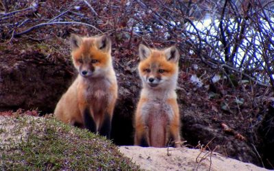 A Pair of Red Foxes in Churchill