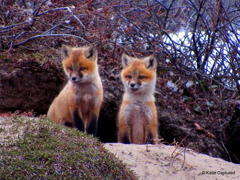red foxes in Churchill