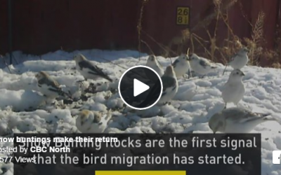 Snow Buntings Sign of Arctic Spring