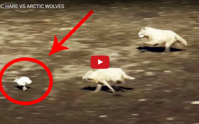 Churchill Video – Arctic Wolves Chase Arctic Hare