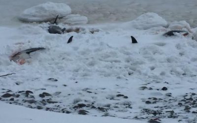 Dolphin Rescue – Newfoundland