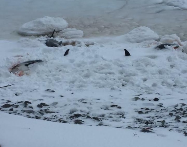 Dolphins trapped bell island