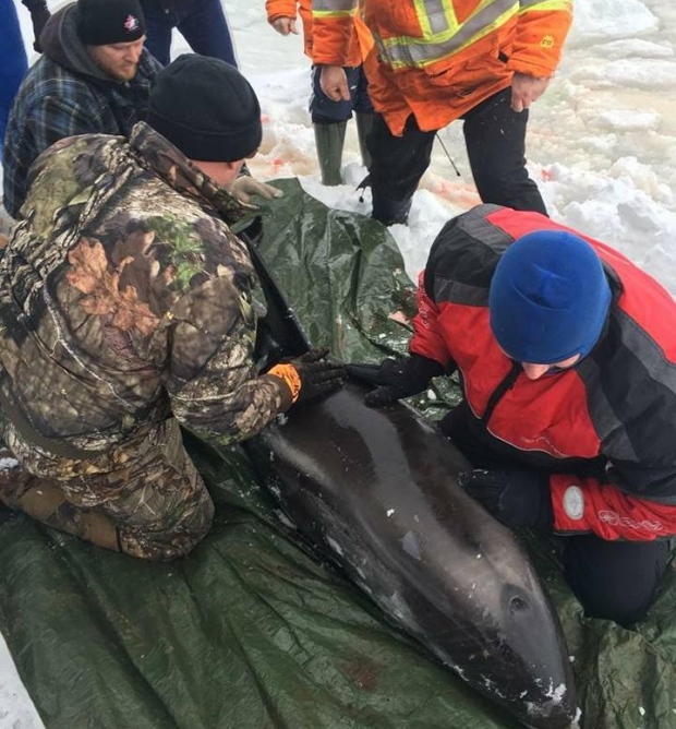 Dolphin rescue Bell Island Labrador and Newfoundland