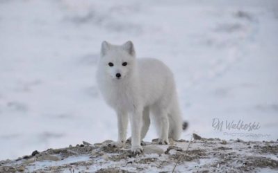 Churchill Sunday Photo – Arctic Fox