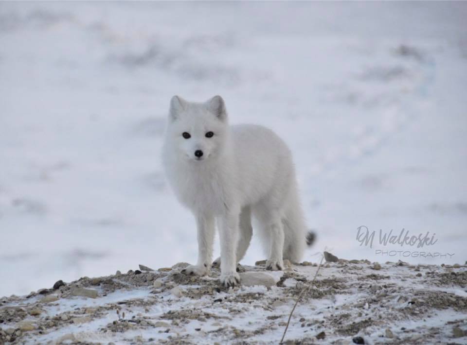 Arctic Fox in Churchill