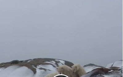 Polar Bear Family in Churchill