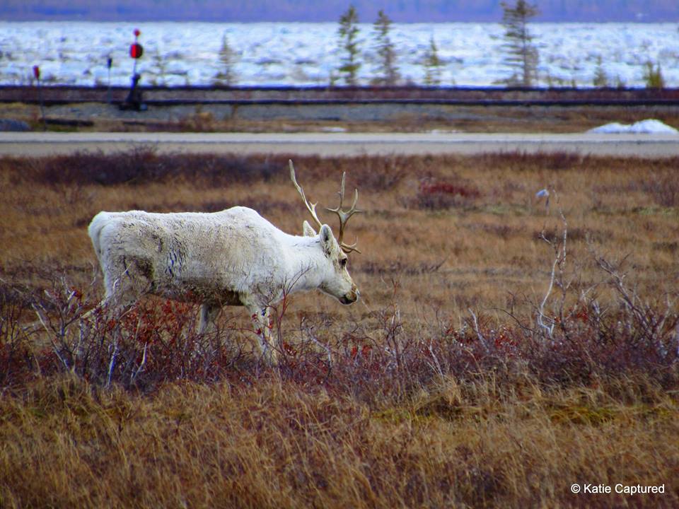 caribou Churchill, Manitoba