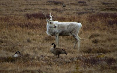 Churchill Photos of the Week