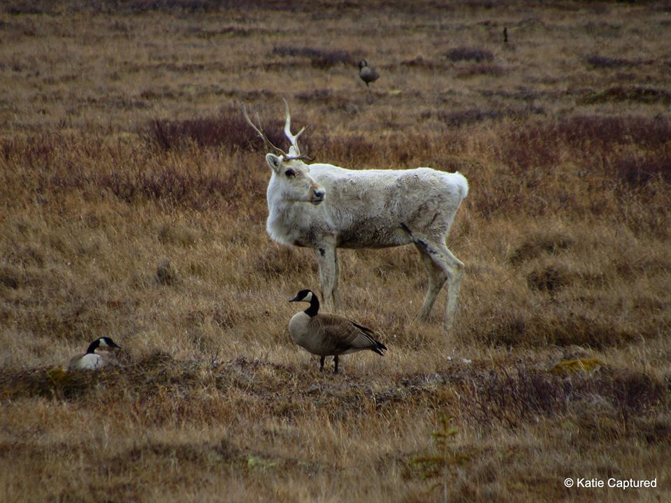 Canada geese and caribou CHurchill, Manitoba