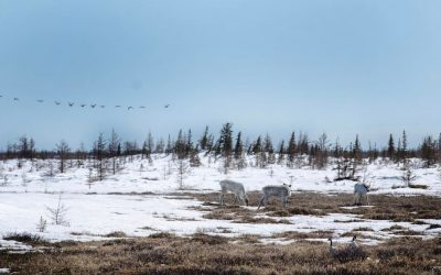 Churchill Photo of the Week