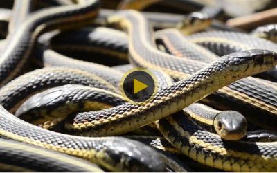 75,000 Snakes in Manitoba – Video
