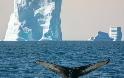 Sunday Arctic Photo – Greenland