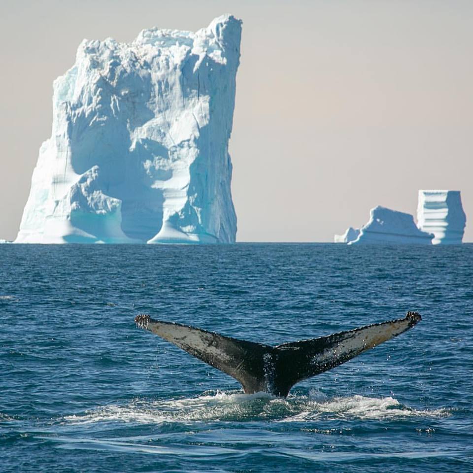Humpback and iceberg greenland
