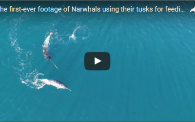 Narwhals Feeding With Tusks – Video