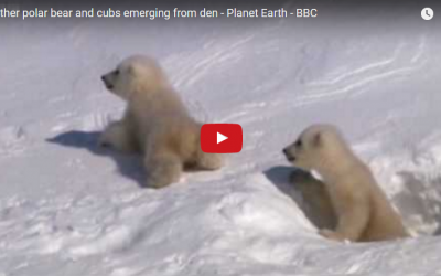 Churchill Video of the Week-Polar Bear Den