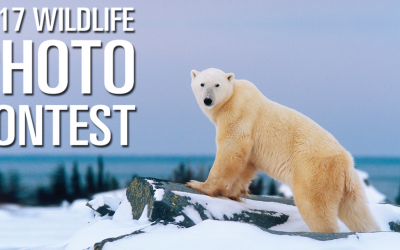 Wildlife Photo Contest – Churchill