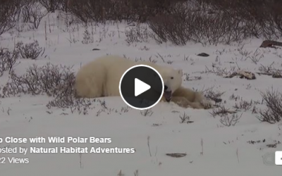 CNN Churchill Polar Bear Video