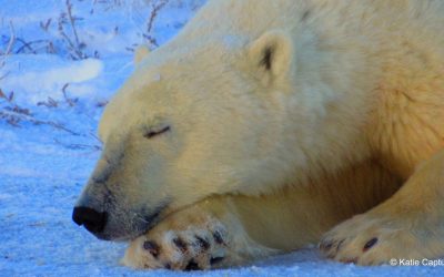 Churchill Sunday Photo- Sleeping Bear