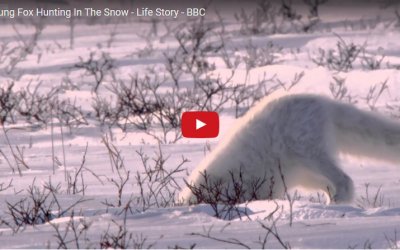 Arctic Fox Hunting Video