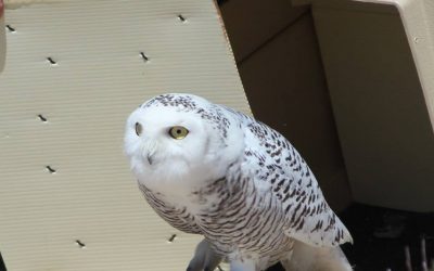 Snowy Owl Release at Churchill Northern Studies Center
