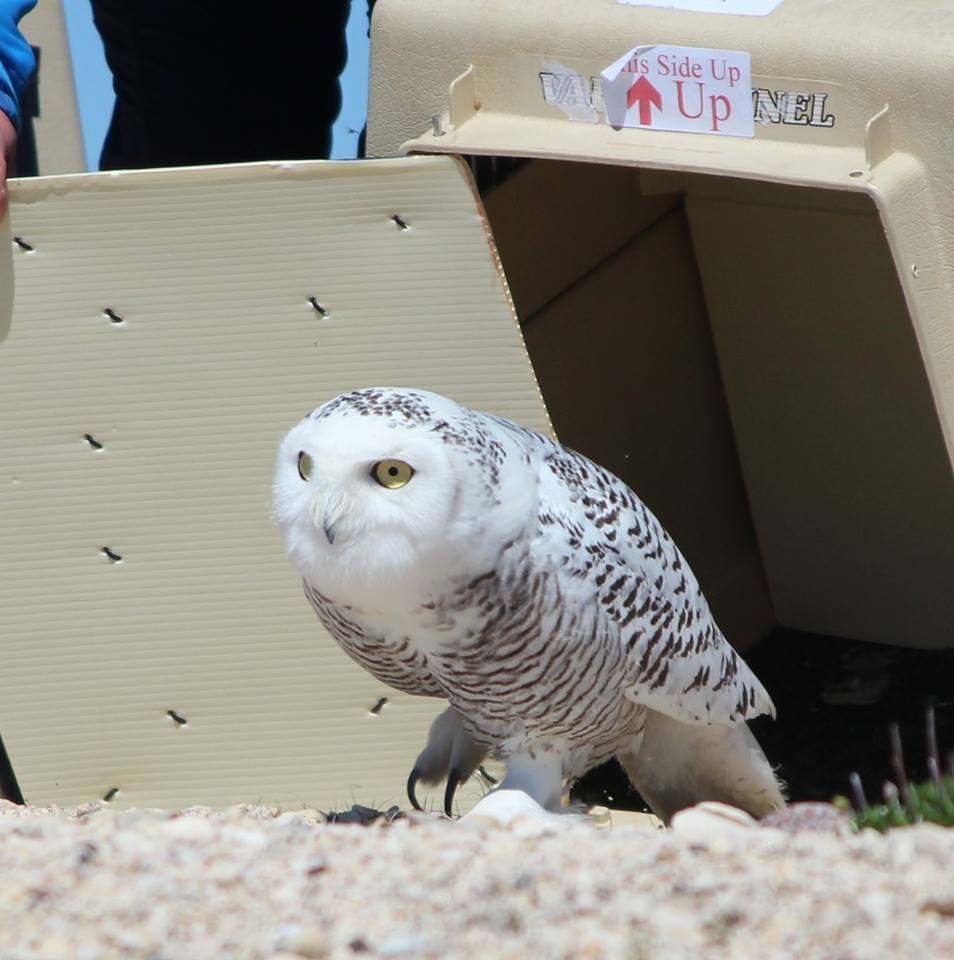 snowy owl in churchill