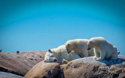 Polar Bear Alert in Churchill!