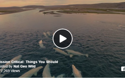 National Geographic Beluga Whales Video