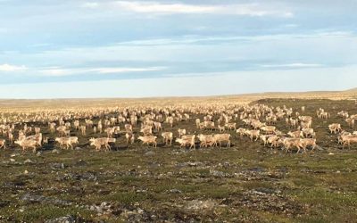 Churchill Photo of the Week – Caribou Herd
