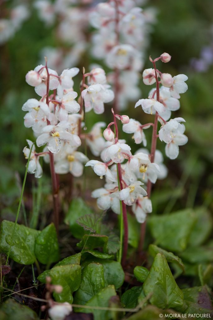 Churchill wildflowers.