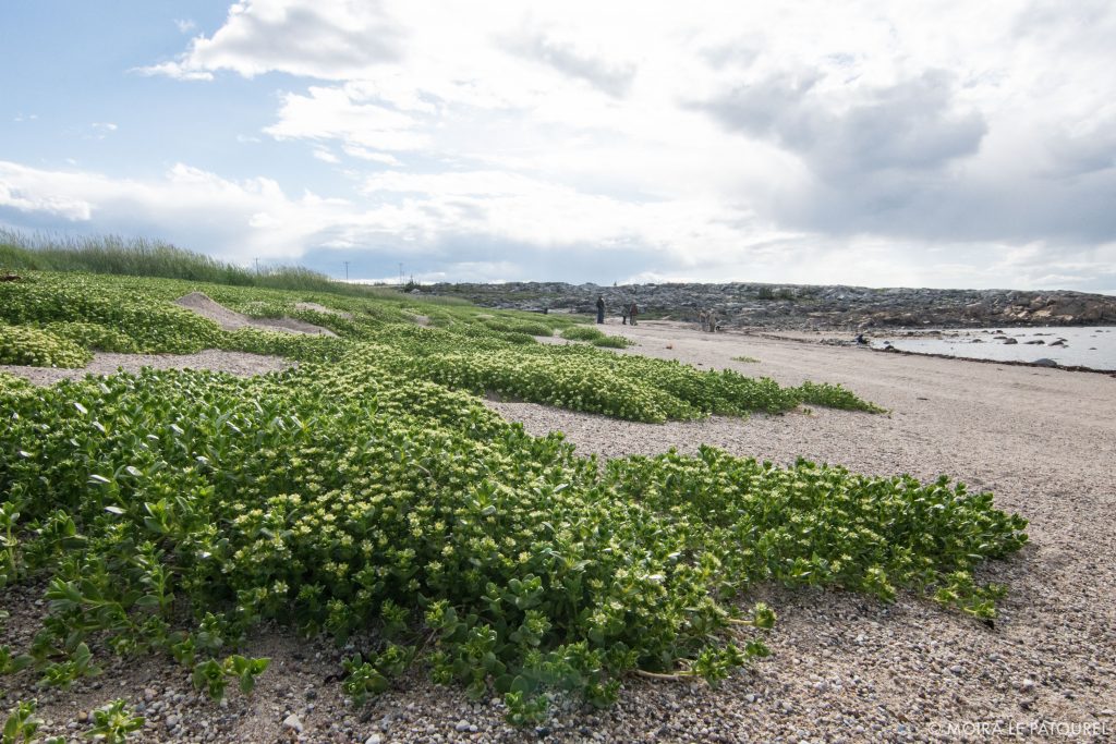 Sea pursalane in churchill