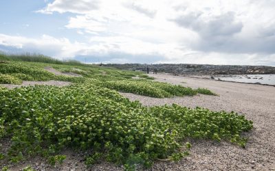 Churchill Summer Notes From the Field