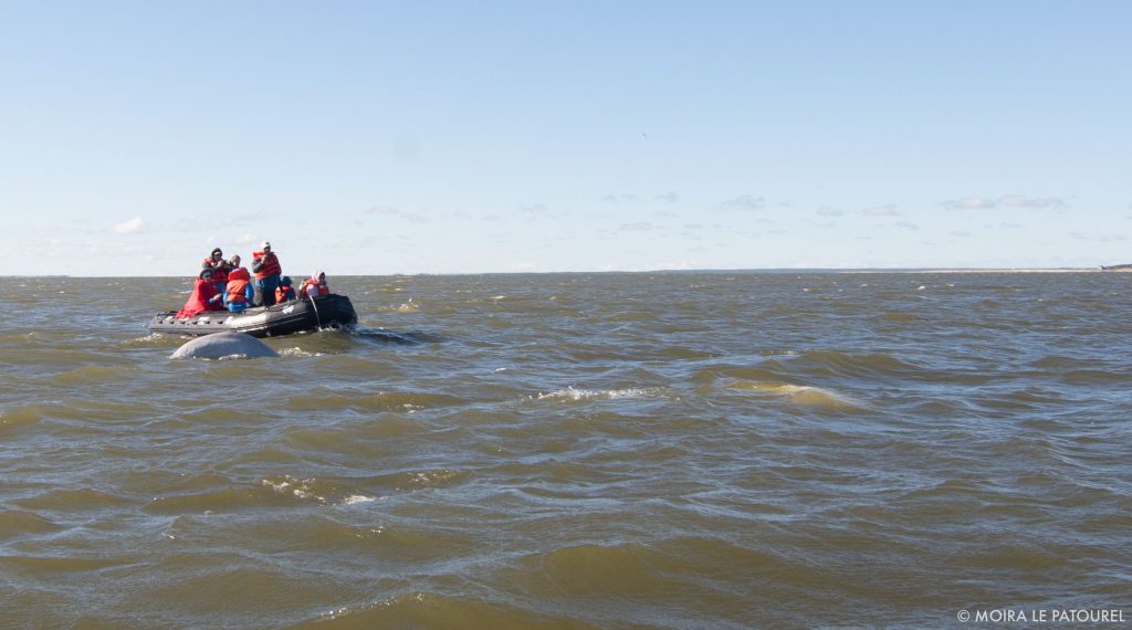 beluga whales in Churchill