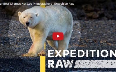 National Geographic Harassing Polar Bear Video