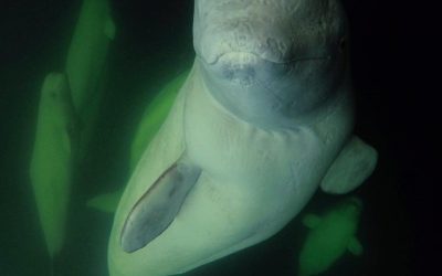 Churchill Weekly Photos – Churchill Summer