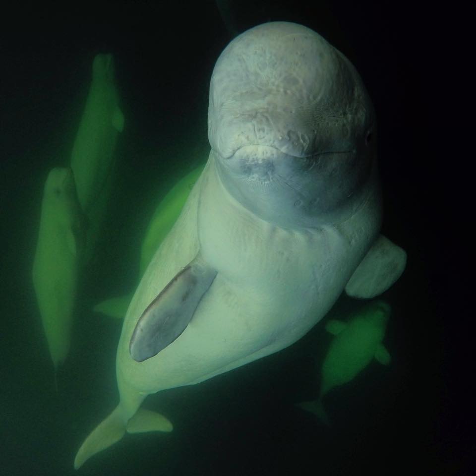Beluga in Churchill