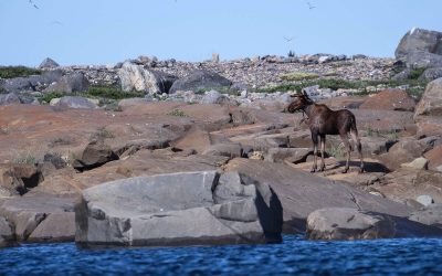 Churchill Sunday Photo – Moose is Loose