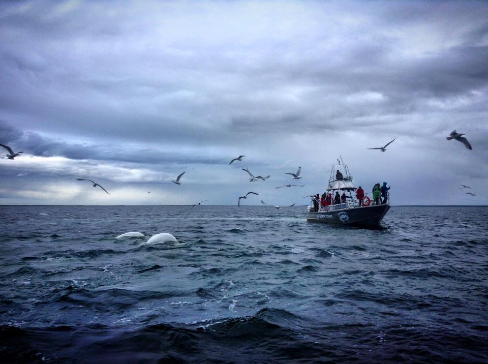 Belugas on the Hudson Bay