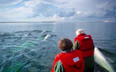 DFO Trying to Impose Beluga Restrictions