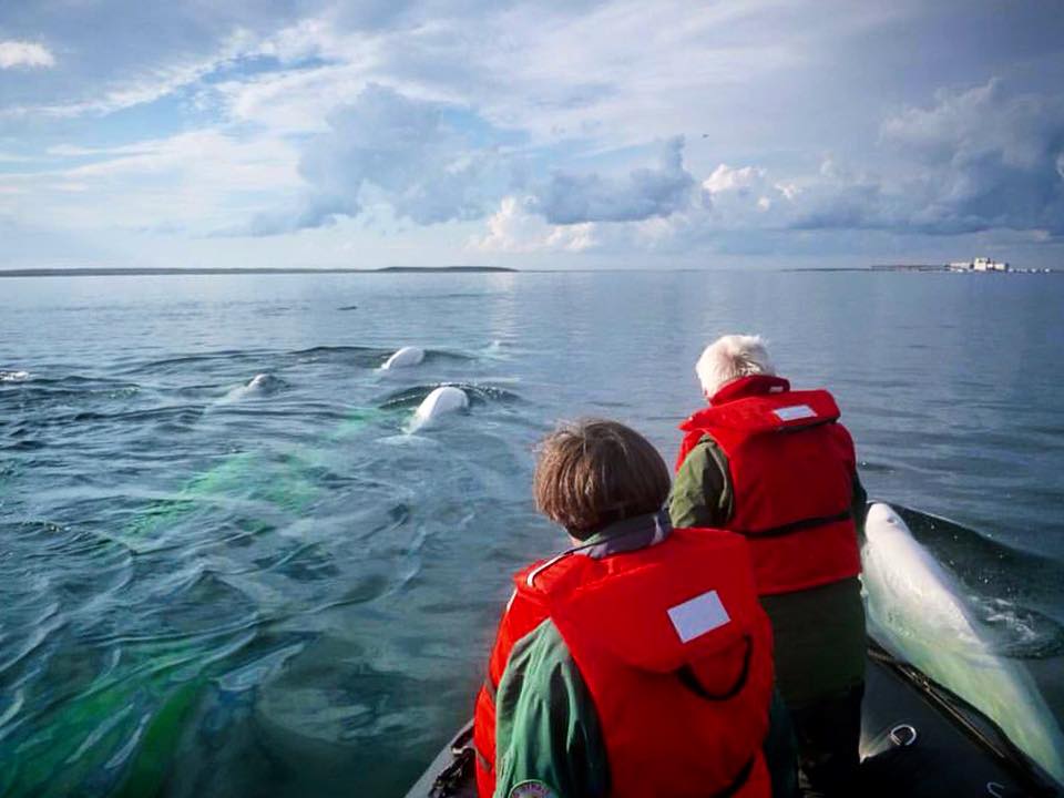 Beluga whales in Churchill