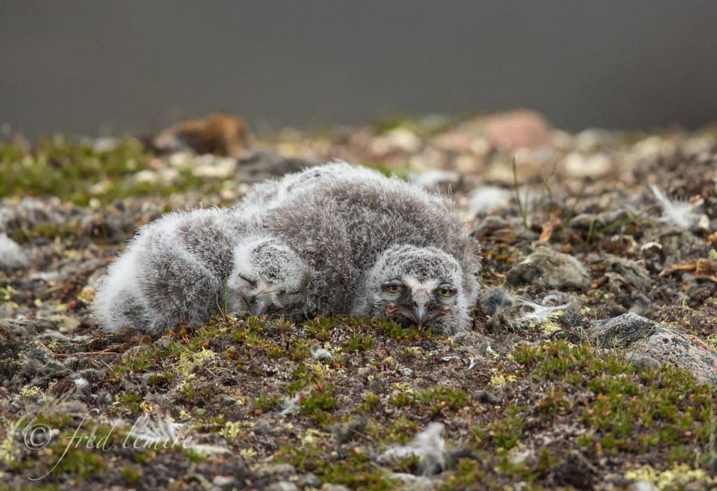snowy owl chicks Iqualuit