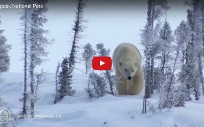 Churchill Video – Wapusk Polar Bears